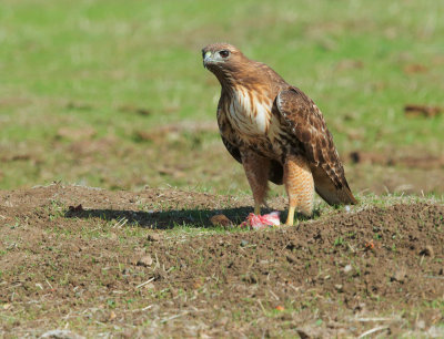 Red-tailed Hawk, feeding