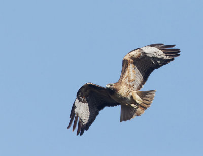 Red-tailed Hawk