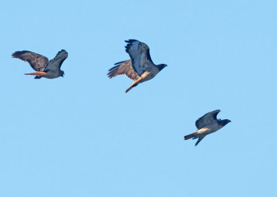 Red-tailed Hawks, three adults flying