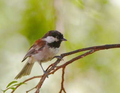 Chestnut-backed Chickadee