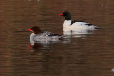 Common Mergansers, pair
