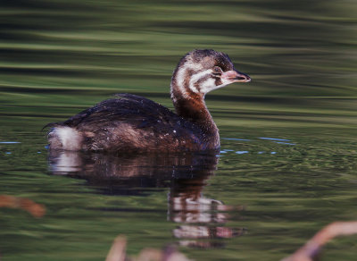 Pied-billed Grebe, juvenile