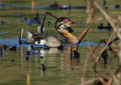 Pied-billed Grebes, adult and juvenile