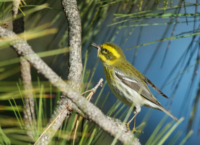 Townsend's Warbler, female, carrying nesting material