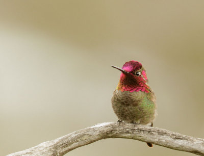 Anna's Hummingbird, male