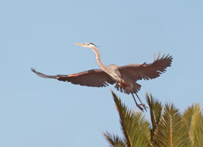 Great Blue Heron, taking off