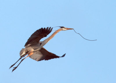 Great Blue Heron, carrying nesting material
