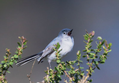 Blue-gray Gnatcatcher, male singing