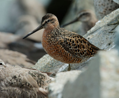 Long-billed Dowitcher