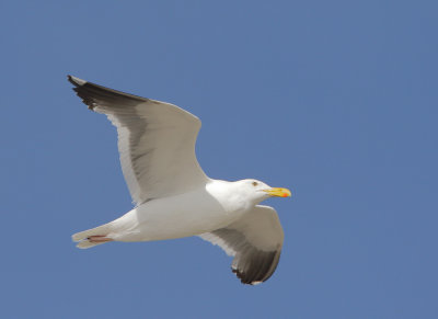 Western Gull, adult flying