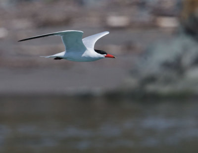 Caspian Tern, flying