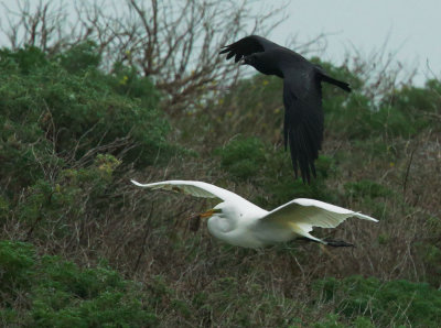 Great Egret flying with vole, pursued by American Crow