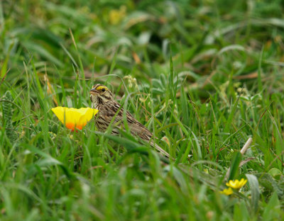 Savannah Sparrow with California Poppy