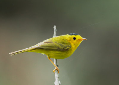 Wilson's Warbler