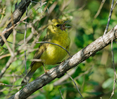 Orange-crowned Warbler