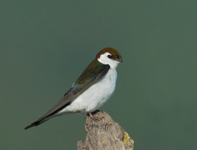 Violet-green Swallow