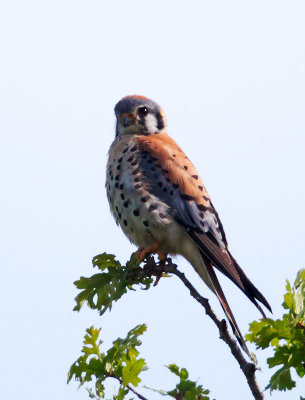 American Kestrel, male