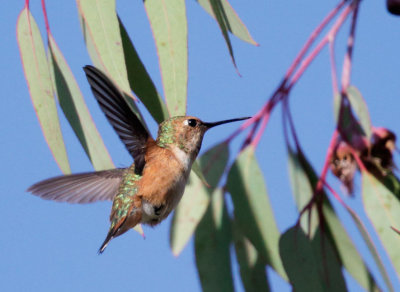 Hummingbird, Selasphorus sp., female