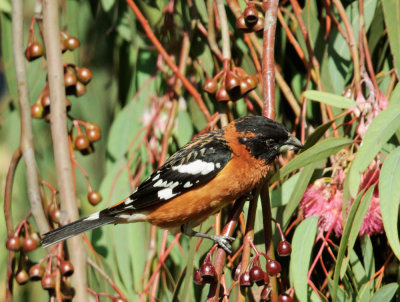 Black-headed Grosbeak, male