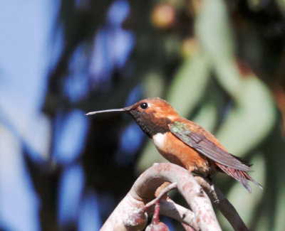 Rufous Hummingbird, male