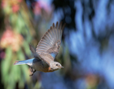 Western Bluebird, female