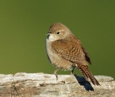 House Wren