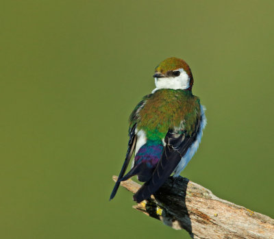 Violet-green Swallow, male