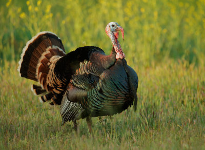 Wild Turkey, displaying male