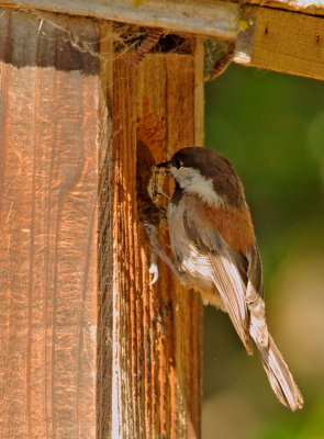 Chestnut-backed Chickadee, bringing food to nest