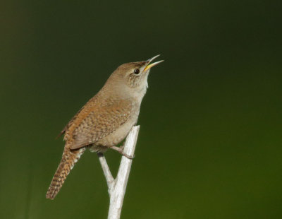 House Wren, singing male