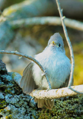Oak Titmouse, fledgling