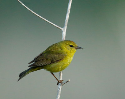 Orange-crowned Warbler