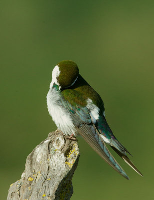 Violet-green Swallow, male