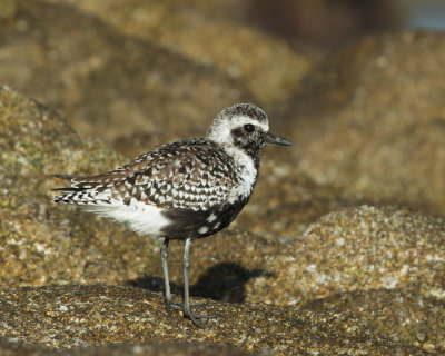 Black-bellied Plover, breeding plumage