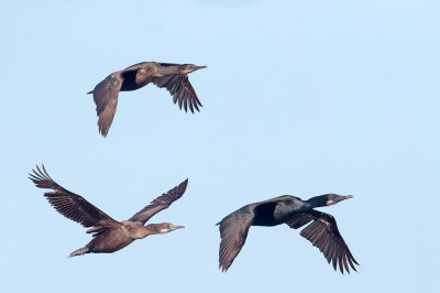 Brandt's Cormorants, flying