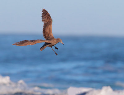 Heermann's Gull, Juvenile