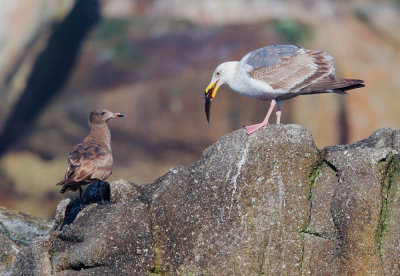 Faceoff, juvenile Heermann's vs. immature Western Gull, May 2014
