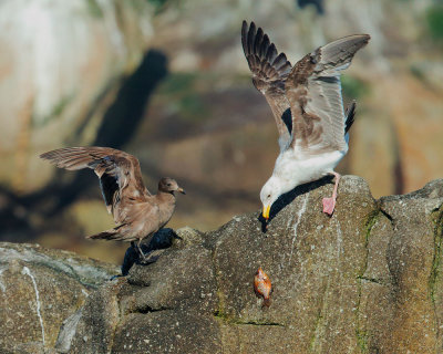Heermann's Gull challenging Western Gull with fish