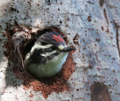 Nuttall's Woodpecker, nestling
