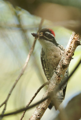 Nuttall's Woodpecker, male, carrying food to nest