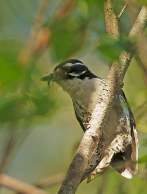 Nuttall's Woodpecker, female, carrying food to nest