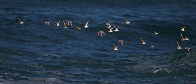 Sanderlings, breeding plumage, flying