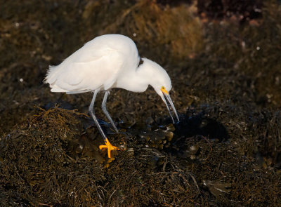 Snowy Egret, on kelp 
