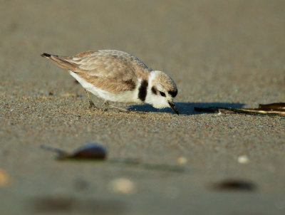 Snowy Plover, breeding plumage male, foraging