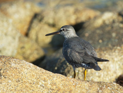 Wandering Tattler, breeding plumage