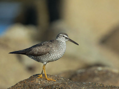 Wandering Tattler, breeding plumage