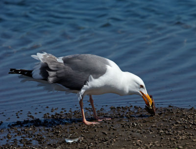 Western Gull, adult eating crab