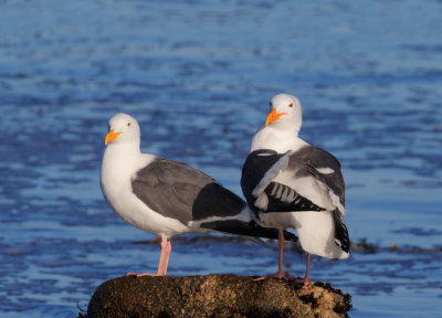 Western Gulls, adult pair