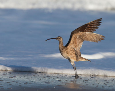 Whimbrel, taking off