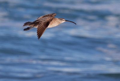 Whimbrel, flying